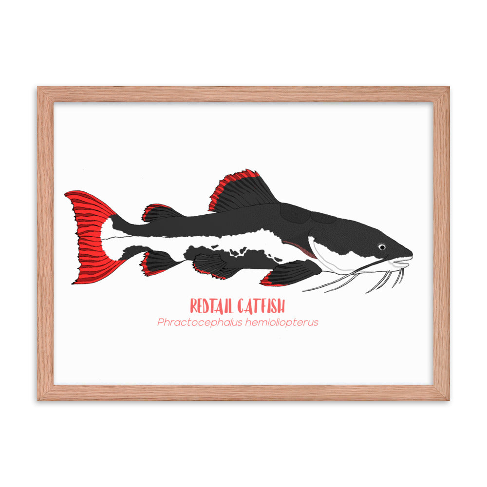Redtail Catfish Framed Poster