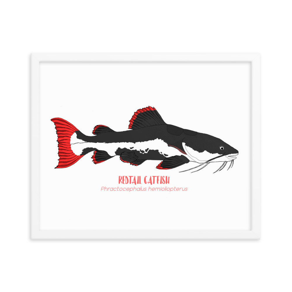 Redtail Catfish Framed Poster