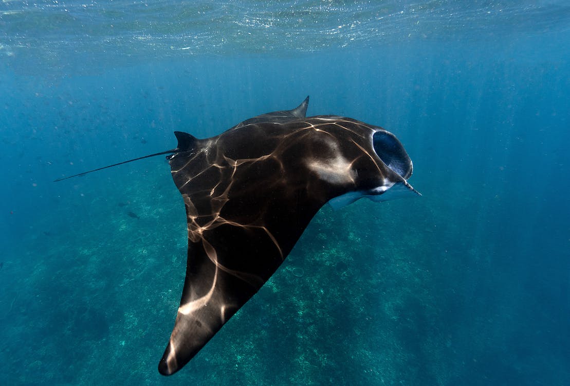 Load video: Oceanic Manta Ray Patrolling the Reef